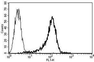 A typical staining pattern with the B-F23 monoclonal antibody of KG1a cell line (ErbB2/Her2 Antikörper)