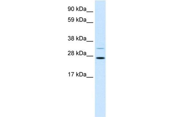 FSBP Antikörper  (N-Term)