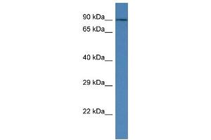WB Suggested Anti-Kctd3 Antibody   Titration: 1. (KCTD3 Antikörper  (Middle Region))