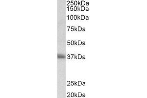 ABIN2561746 (0. (CD7 Antikörper  (AA 132-146))