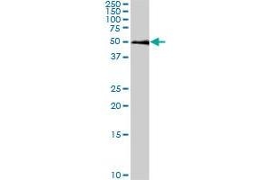 Western Blotting (WB) image for anti-SMAD, Mothers Against DPP Homolog 1 (SMAD1) (AA 1-465) antibody (ABIN517610)