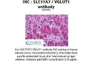 Image no. 1 for anti-Solute Carrier Family 17 (Vesicular Glutamate Transporter), Member 7 (SLC17A7) (Internal Region) antibody (ABIN1739335) (SLC17A7 Antikörper  (Internal Region))