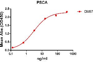 ELISA plate pre-coated by 2 μg/mL (100 μL/well) Human PSCA protein, hFc tagged protein ABIN6961137, ABIN7042303 and ABIN7042304 can bind Rabbit anti-PSCA monoclonal antibody  (clone: DM87) in a linear range of 1-100 ng/mL. (PSCA Antikörper  (AA 12-86))
