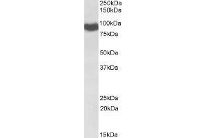 Western Blotting (WB) image for anti-P450 (Cytochrome) Oxidoreductase (POR) antibody (ABIN5898856) (POR Antikörper)