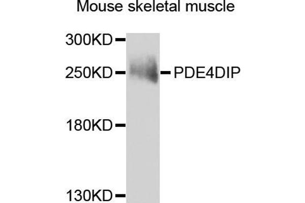 PDE4DIP Antikörper