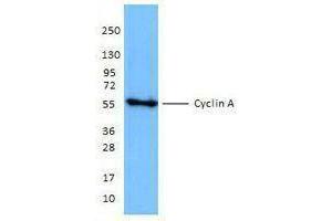 Western Blotting (WB) image for anti-Cyclin A2 (CCNA2) antibody (ABIN2664910) (Cyclin A Antikörper)