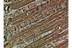 Immunohistochemical analysis of paraffin-embedded human-muscle, antibody was diluted at 1:200 (Cytochrome C Antikörper  (AA 1268-1341))