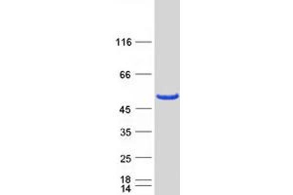 ERMN Protein (Transcript Variant 2) (Myc-DYKDDDDK Tag)