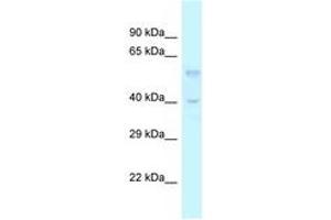 Image no. 1 for anti-Transforming Growth Factor, beta 3 (TGFB3) (AA 173-222) antibody (ABIN6747573) (TGFB3 Antikörper  (AA 173-222))