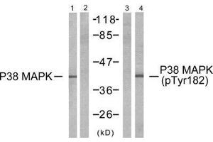 Western Blotting (WB) image for anti-Mitogen-Activated Protein Kinase 14 (MAPK14) (Tyr182) antibody (ABIN1848143) (MAPK14 Antikörper  (Tyr182))