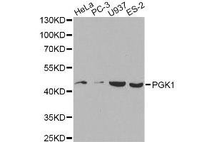 Western blot analysis of extracts of various cell lines, using PGK1 antibody. (PGK1 Antikörper)