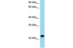 Image no. 1 for anti-CD86 (CD86) (C-Term) antibody (ABIN6747996) (CD86 Antikörper  (C-Term))