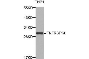 Western blot analysis of extracts of THP-1 cell line, using TNFRSF1A antibody. (TNFRSF1A Antikörper  (AA 22-211))
