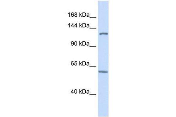 PHF12 Antikörper  (C-Term)