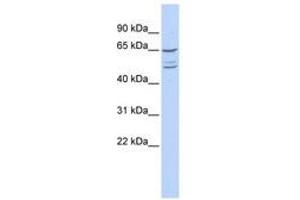 Image no. 1 for anti-Zinc Finger Protein 415 (ZNF415) (N-Term) antibody (ABIN6740595) (ZNF415 Antikörper  (N-Term))