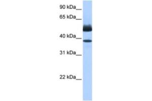 Western Blotting (WB) image for anti-Lipase, Family Member J (LIPJ) antibody (ABIN2463470) (LIPJ Antikörper)