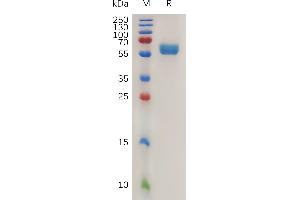 Mouse 4-1BB Ligand Protein, hFc Tag on SDS-PAGE under reducing condition. (TNFSF9 Protein (Fc Tag))