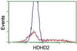 Image no. 2 for anti-Haloacid Dehalogenase-Like Hydrolase Domain Containing 2 (HDHD2) antibody (ABIN1498629) (HDHD2 Antikörper)