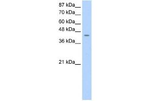 WB Suggested Anti-HOMER1 Antibody Titration:  0. (HOMER1 Antikörper  (C-Term))