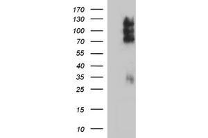 Image no. 1 for anti-CD44 (CD44) antibody (ABIN1497320) (CD44 Antikörper)