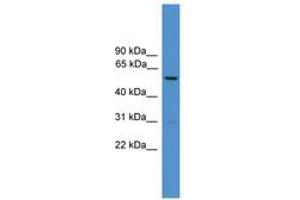 Image no. 1 for anti-Dopachrome Tautomerase (DCT) (AA 161-210) antibody (ABIN6745317) (DCT Antikörper  (AA 161-210))