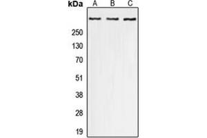 Western blot analysis of p300 (pS1834) expression in A549 (A), Raw264. (p300 Antikörper  (C-Term, pSer1834))