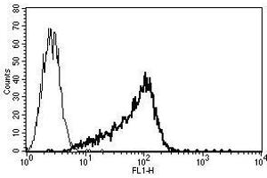 A typical staining pattern with the B-G25 monoclonal antibody of KG1a cell line (CD34 Class I Antikörper)