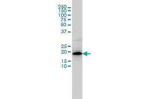 Western Blotting (WB) image for anti-Mitochondrial Ribosomal Protein L12 (MRPL12) (AA 1-198) antibody (ABIN562710)