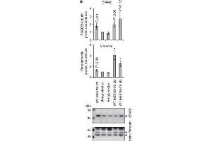 Western Blotting (WB) image for anti-Vimentin (VIM) antibody (ABIN2854814)