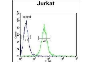 BCKDHA Antibody (C-term) (ABIN390811 and ABIN2841048) flow cytometric analysis of Jurkat cells (right histogram) compared to a negative control cell (left histogram). (BCKDHA Antikörper  (C-Term))
