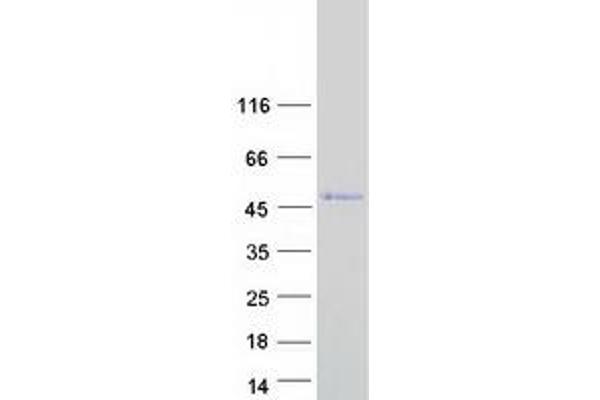 SSBP4 Protein (Transcript Variant 1) (Myc-DYKDDDDK Tag)