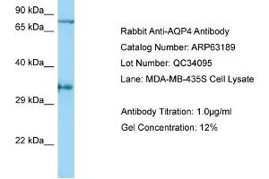 Western Blotting (WB) image for anti-Aquaporin 4 (AQP4) (C-Term) antibody (ABIN2789408) (Aquaporin 4 Antikörper  (C-Term))