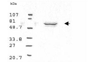 Western blot analysis using Anti-Cyclin B1 antibody to detect Human Cyclin B1 present in asynchronous HN30 cell lysates. (Cyclin B1 Antikörper)