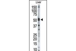 Western blot analysis of anti-MMP8 Pab in mouse liver tissue lysate (35ug/lane). (MMP8 Antikörper  (AA 286-315))