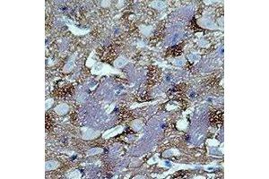 Immunohistochemical analysis of GAP43 staining in rat brain formalin fixed paraffin embedded tissue section. (GAP43 Antikörper)