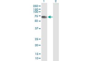 Western Blot analysis of CBFA2T2 expression in transfected 293T cell line by CBFA2T2 MaxPab polyclonal antibody. (CBFA2T2 Antikörper  (AA 1-575))