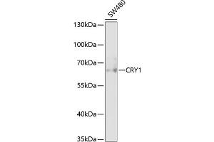 Western blot analysis of extracts of SW480 cells, using CRY1 antibody (ABIN6130203, ABIN6139061, ABIN6139064 and ABIN6217742) at 1:1000 dilution. (CRY1 Antikörper  (AA 1-255))