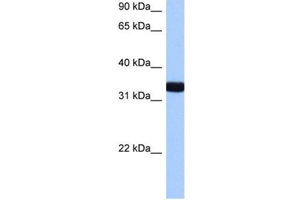 GTPase, IMAP Family Member 1 (GIMAP1) (N-Term) Antikörper