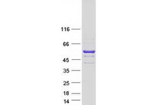 GLUD2 Protein (Myc-DYKDDDDK Tag)