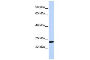 SETD4 antibody used at 0. (SETD4 Antikörper  (C-Term))