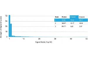 Analysis of Protein Array containing more than 19,000 full-length human proteins using CD80 Mouse Monoclonal Antibody (C80/2776) Z- and S- Score: The Z-score represents the strength of a signal that a monoclonal antibody (Monoclonal Antibody) (in combination with a fluorescently-tagged anti-IgG secondary antibody) produces when binding to a particular protein on the HuProtTM array. (CD80 Antikörper  (AA 35-142))