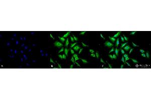 Immunocytochemistry/Immunofluorescence analysis using Chicken Anti-Hsp70 Polyclonal Antibody . (HSP70 Antikörper  (Atto 594))