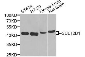 Western blot analysis of extracts of various cells, using SULT2B1 antibody. (SULT2B1 Antikörper)