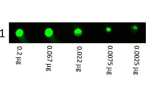 Western Blotting (WB) image for Rabbit anti-Rat IgG antibody (DyLight 800) - Preadsorbed (ABIN6699171)