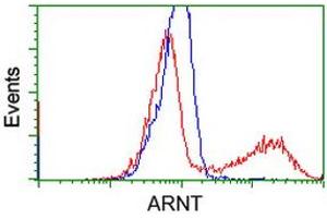 Image no. 2 for anti-Aryl Hydrocarbon Receptor Nuclear Translocator (ARNT) antibody (ABIN1496730) (ARNT Antikörper)