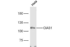 Western Blotting (WB) image for anti-NLR Family, Pyrin Domain Containing 3 (NLRP3) (AA 15-120) antibody (ABIN1386361)