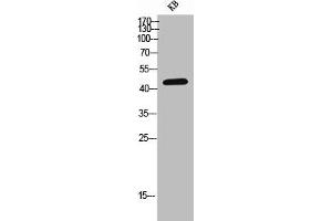 Western Blot analysis of KB cells using CD155 Polyclonal Antibody (Poliovirus Receptor Antikörper  (Internal Region))