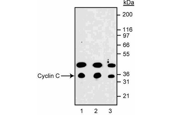 Cyclin C Antikörper  (AA 290-303)