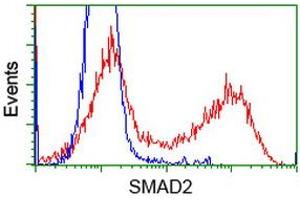 HEK293T cells transfected with either RC204604 overexpress plasmid (Red) or empty vector control plasmid (Blue) were immunostained by anti-SMAD2 antibody (ABIN2453654), and then analyzed by flow cytometry. (SMAD2 Antikörper)