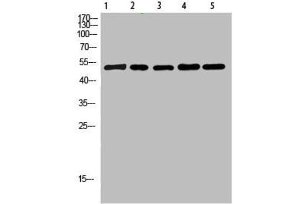 Cytochrome b Antikörper  (AA 331-380)